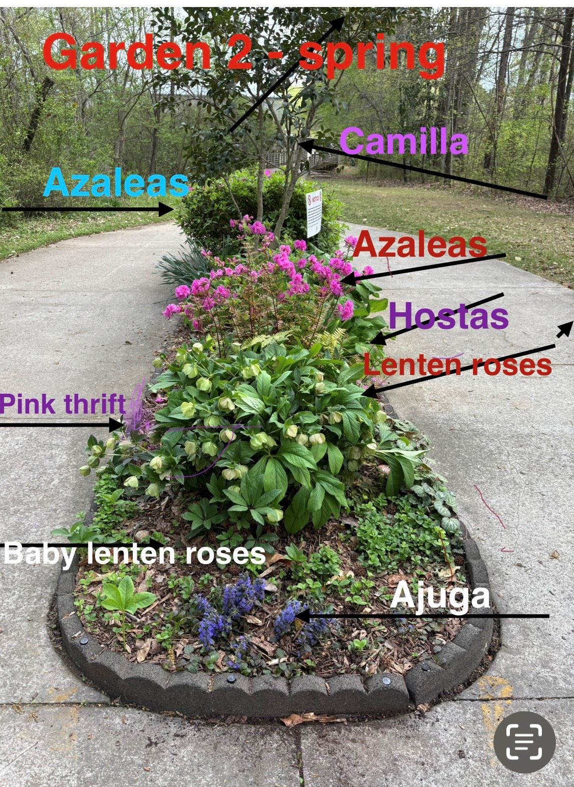 garden bed with labeled arrows pointing to different plants: azaleas, hostas, camillas, pink thrift